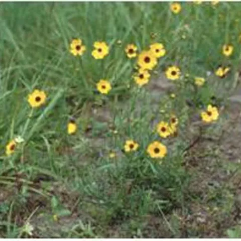 thumbnail for publication: Establishment of Leavenworth's Tickseed (Coreopsis leavenworthii) on Roadside Right-of-Ways